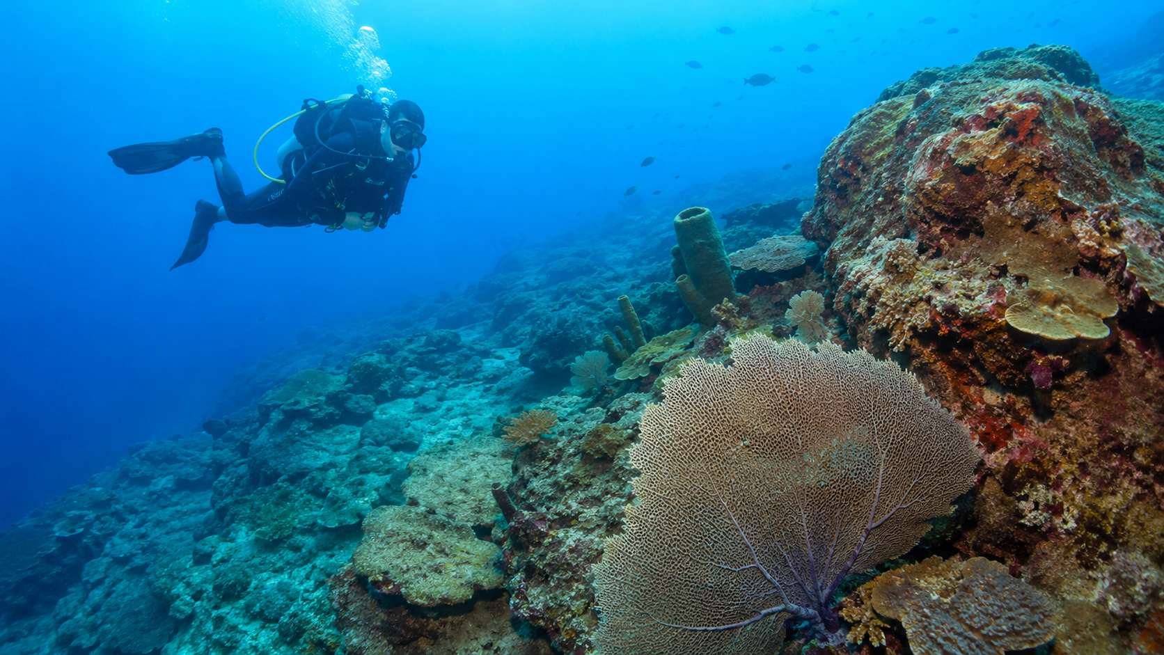 Scuba diver over a Pacific reef in a Coiba-inspired dive shop visual